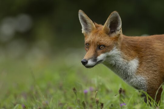 Red fox (Vulpes vulpes) adult animal head portrait, England, United Kingdom