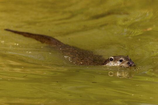 An otter swimming in greenish water, surrounded by natural ambience, European otter (Lutra lutra), Germany
