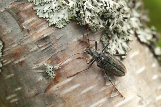Finland, Oxymirus Cursor, Shoulder Longhorn Beetle, Toxotus Cursor, Beetle, Longhorn Beetle, Coleoptera, Female, Insects, Beetles, Female