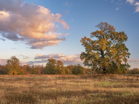Landscape with solitary oaks in the Elbe floodplains near Dessau in autumn, evening light, Middle Elbe Biosphere Reserve, Garden Kingdom Dessau-W&ouml;rlitz, Dessau-Ro&szlig;lau, Saxony-Anhalt, Germany