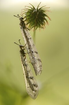 Antmaids, Euroleon Nostras, spotted winged ant maid, Myrmeleontidae, Neuroptera, Suffolk Antlion, high size, portrait format, insects, web-winged