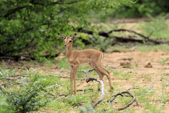 Black-heeled antelope (Aepyceros melampus), impala, young, alert, Kruger National Park, South Africa