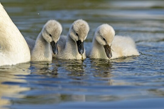 Mute swan (cygnus olor), Old bird feeding chicks, Germany