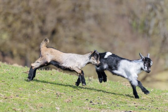Two young pygmy goats (Capra hircus) are playing together on a sunny day in a green meadow. Austria