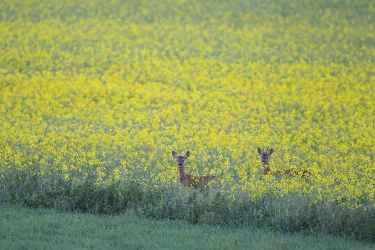 Roe deer (Capreolus capreolus) two adult male bucks in a farmland field with yellow flowers of an oilseed rape crop in the summer, England, United Kingdom