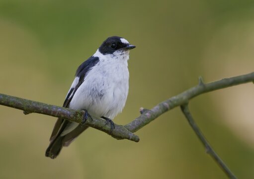 Collared flycatcher, ficedula albicollis, collared snapper, birds, passeri, songbirds, birds
