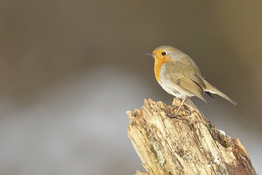 European robin (Erithacus rubecula), sitting on an old tree stump on the ground, Wilden, North Rhine-Westphalia