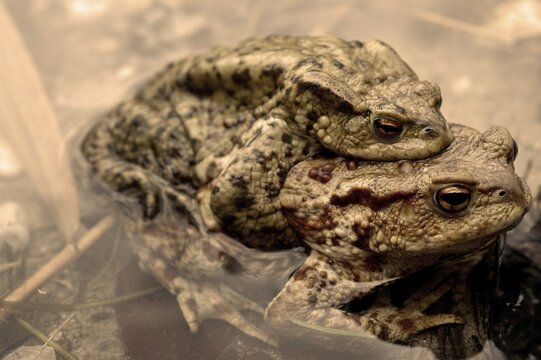 A pair of common European toads ( Bufo bufo ) pairing in water