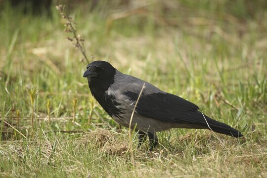 Hooded Crow (Corvus cornix) Lapland, Northern Norway, Scandinavia