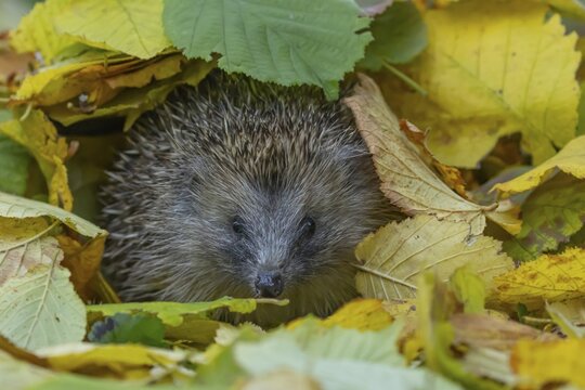 European hedgehog (Erinaceus europaeus) adult animal amongst fallen autumn leaves, England, United Kingdom