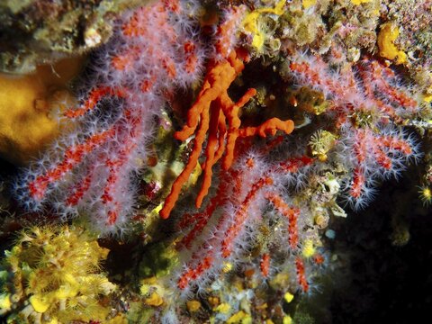 Vibrant red corals with soft structures, noble coral (Corallium rubrum), adorn the colourful seabed, dive site Giens Peninsula, Mediterranean Sea, Porquerolles, Provence, C&ocirc;te d'Azur, France