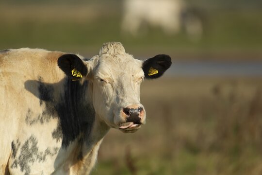 Domestic cattle or cow (Bos taurus) adult farm animal sticking its tongue out in a field, England, United Kingdom