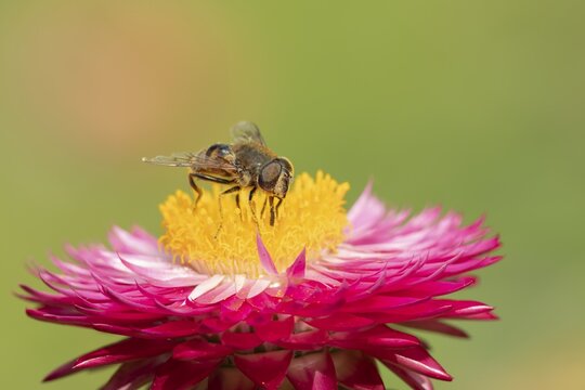Bee mimic (Volucella bombylans) hoverfly feeding on a Straw plant flower, Suffolk, England, United Kingdom