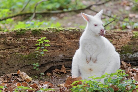 An albino red-necked wallaby or Bennett's wallaby (Macropus rufogriseus) sits on the leaf covered forest floor next to a rotting, moss-covered tree lying on the ground