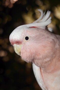 Inca cockatoo (Cacatua leadbeateri, Lophochroa leadbeateri), portrait, occurrence in Australia