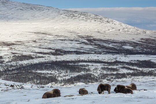 A group of musk oxen (Ovibos moschatus) resting relaxed in the winter tundra, it is often the calves that call out to set off, winter, snow, cold, tundra landscape, October, Norway