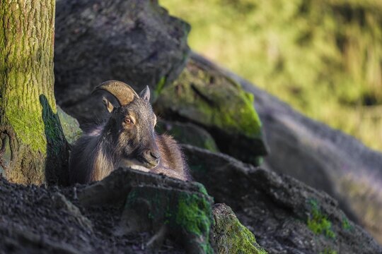 A male Himalayan Tahr (Hemitragus jemlahicus) rests between rocks