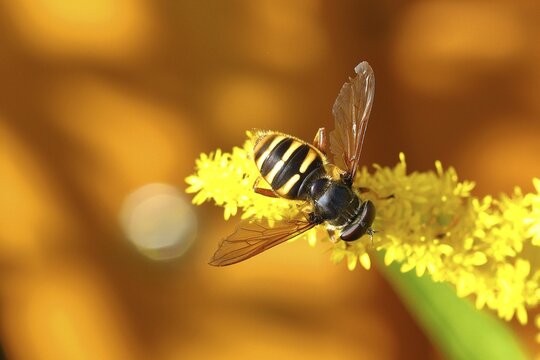 Common wasp hoverfly (Chrysotoxum cautum) on goldenrod (Solidago canadensis), Wilnsdorf, North Rhine-Westphalia, Germany