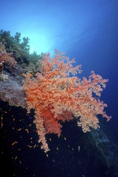 Hemprich's Tree Coral (Dendronephthya hemprichi) and shoal of sea goldie (Pseudanthias squamipinnis) on the wreck of the Dunraven. Dive site Dunraven wreck, Sinai, Red Sea, Egypt