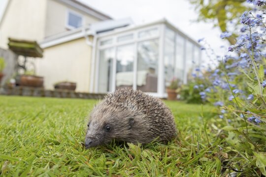 European hedgehog (Erinaceus europaeus) adult animal on a garden grass lawn with a house conservatory in the background in spring, England, United Kingdom