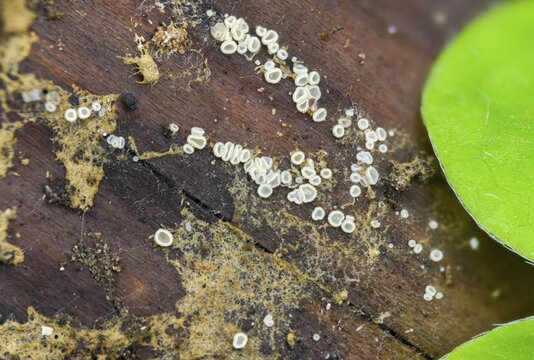 Translucent white hair cup, hyaloscypha hyalina, white hair cup, fungi, fungi, mushrooms