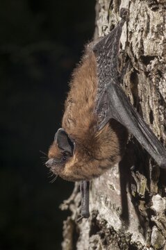 Nathusius pipistrelle, Pipistrellus nathusii, roughskin bat, bats, chiroptera, bats, high size, portrait format, mammals, mammals
