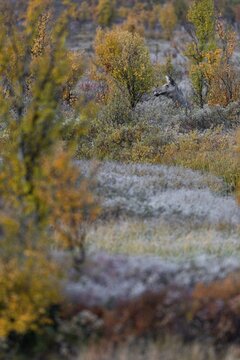 Motionless, a cow moose (Alces alces) observes the surroundings, soon she will settle down and rest the whole day on the spot, autumn, Ruska, rut, moose rut, Norway