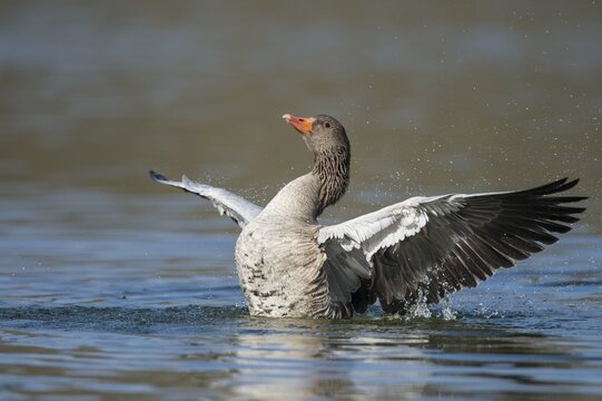 Greylag goose ( anser anser) beats his wings, swimming on a lake, Hannover, Lower Saxony, Germany