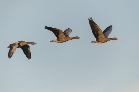 Anser Anser, Greylag or Graylag Goose, Grelag Goose, Anatidae, Battle, Birds, Duckbirds, Fight, Flying, Flight, Goose, Geese, Bird Migration, Birds, Waterbirds