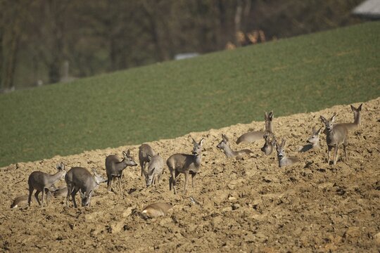 Roe deer (Capreolus capreolus) Field deer in spring in the field, Lower Austria, Austria, Lower Austria, Austria
