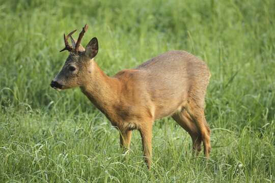 European roe deer (Capreolus capreolus) buck in summer coat with abnoral antlers, Allg&auml;u, Bavaria, Germany