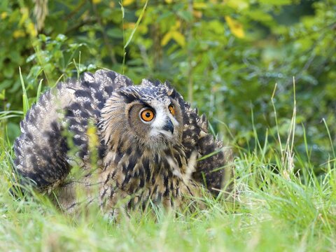 Eurasian eagle-owl (Bubo bubo), young bird sitting in the meadow, Wetzlar, Hesse