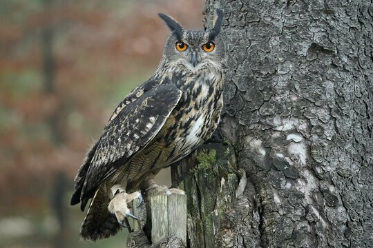 Eurasian eagle-owl (Bubo bubo), sitting on a tree, Czech Republic