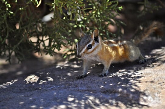 A chipmunk, Uinta chipmunk (Tamias umbrinus), moves cautiously in the shade of a shrub. Canyonlands National Park, Utah, USA