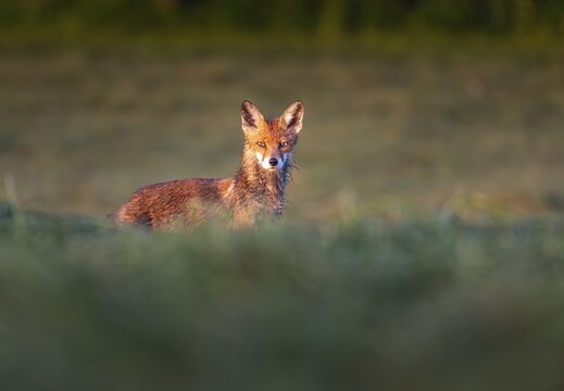 Red fox (Vulpes vulpes), Zurich, Switzerland