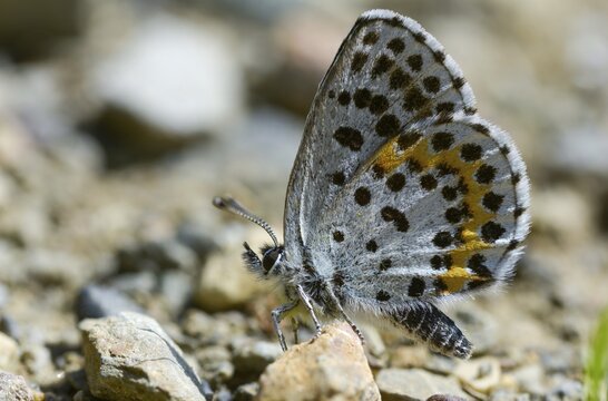 Chequered blue, midget blue, Scolitantides Orion, butterfly, insects, butterflies, butterflies, butterflies