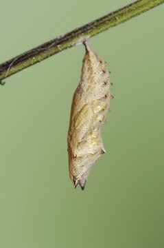 Small tortoiseshell (Nymphalis urticae, Aglais urticae), pupa, North Rhine-Westphalia, Germany