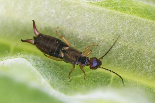 Dermaptera, earwigs, European earwig, forficula auricularia, common earwig, earworm, insects
