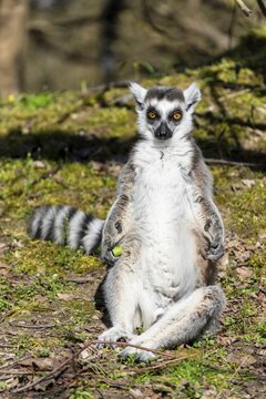Ring-tailed lemur (Lemur catta), sunbathing, France