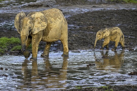African forest elephants (Loxodonta cyclotis) in the Dzanga Bai forest clearing, Dzanga-Ndoki National Park, Unesco World Heritage Site, Dzanga-Sangha Complex of Protected Areas (DSPAC), Sangha-Mba&eacute;r&eacute; Prefecture, Central African Republic
