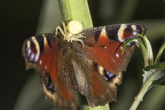 A peacock butterfly (Inachis io) is attacked by a Goldenrod crab spider (Misumena vatia) on a stem Baden-W&uuml;rttemberg, Germany