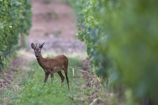 European roe deerbock (Capreolus capreolus), Wittlich, Rhineland Palatinate, Germany