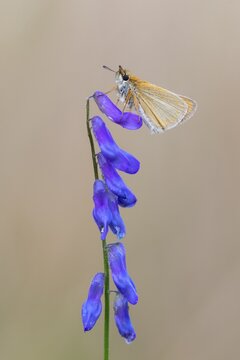 Large skipper (Ochlodes sylvanus), Ahlhorn, Lower Saxony, Germany