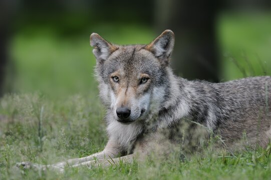 European gray wolf (Canis lupus lupus), captive, Germany