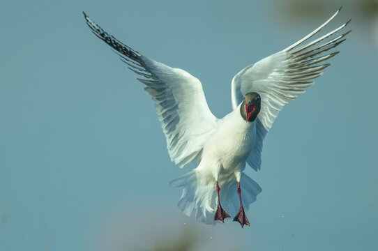 Flying black-headed gull (Chroicocephalus ridibundus), Lembruch, Lower Saxony, Germany