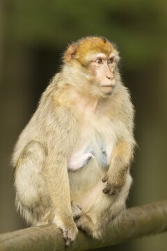 Barbary Macaque (Macaca sylvanus), adult, captive