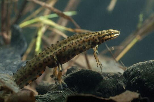 Lissotriton vulgaris meridionalis, Lissotriton vulgaris schreiberi, Schreiber's pond newt, smooth newt, pond newt spec., amphibians, caudata, amphibians, amphibians, amphibians, amphibians, amphibians, amphibians, amphibians, amphibians, amphibians, caudata, amphibians, amphibians, amphibians, amphibians, amphibians, amphibians, amphibians, amphibians, amphibians, amphibians, amphibians, amphibians, amphibians, amphibians, amphibians, amphibians, amphibians, amphibians, amphibians, amphibians, amphibians