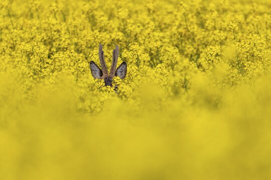 A roebuck (Capreolus capreolus) with bast horns looks out of a rape field at the photographer, rape blossom, yellow, colourful, April, Germany