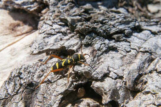 Clytus arietis, common ram ram, ram ram, beetle, longhorn, coleoptera, insects, insects, beetles, wasp beetle