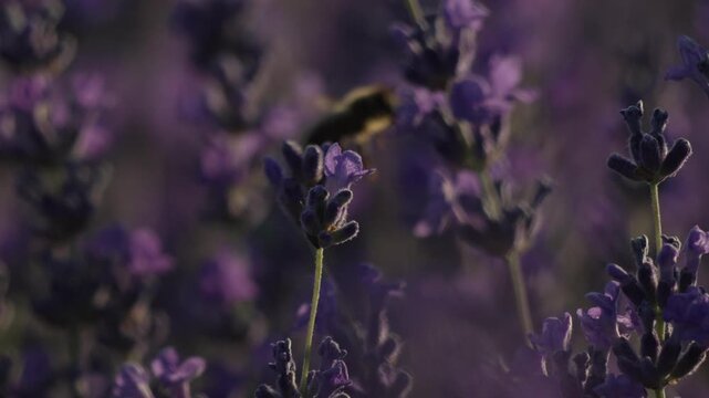 Lavender bee nature, close up of a honeybee pollinating fragrant purple flowers in a sunny field, peaceful summer agricultural meadow scenery